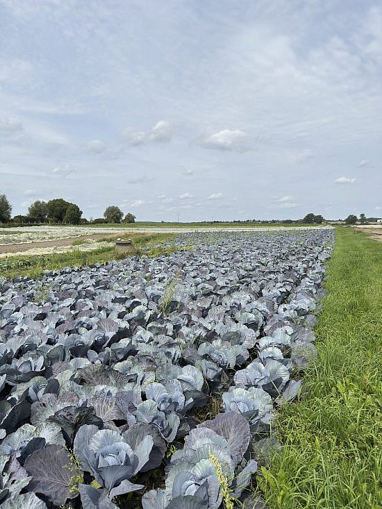 AXICA zu besuch in der Biogärtnerei Watzkendorf. Rotkohl