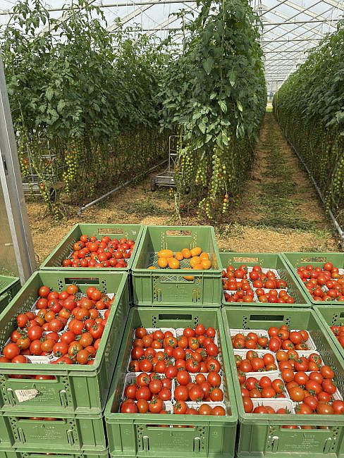 AXICA zu besuch in der Biogärtnerei Watzkendorf. Tomate
